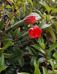 Passiflora mixta eriantha