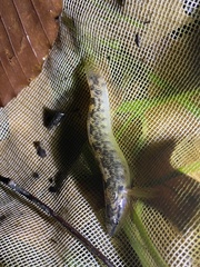 Etheostoma flabellare