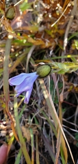 Cyananthus lobatus