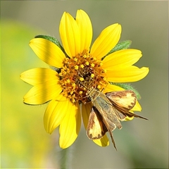 Hylephila phyleus phyleus