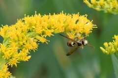 Polistes dorsalis