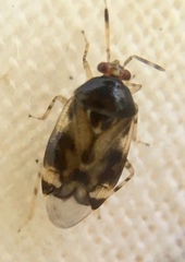 Orthops