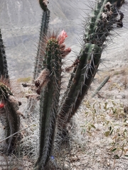 Borzicactus sepium
