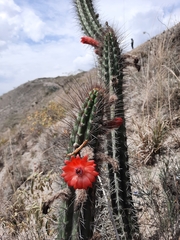 Borzicactus sepium
