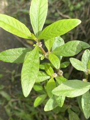 Alternanthera sessilis