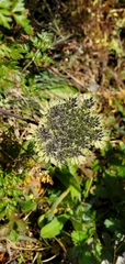 Ligusticopsis wallichiana