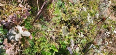 Ligusticopsis wallichiana