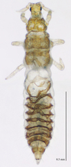 Thripidae