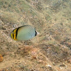 Chaetodon vagabundus