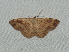 Semaeopus gracilata