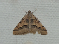 Frederickia s-signata