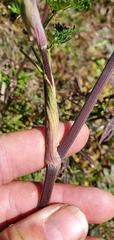 Ligusticopsis wallichiana