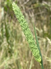 Phalaris aquatica