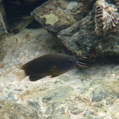 Pomacentrus chrysurus