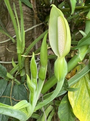 Syngonium
