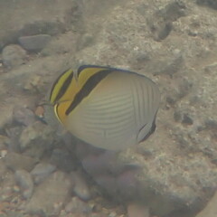 Chaetodon vagabundus