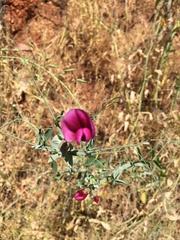 Lathyrus tingitanus