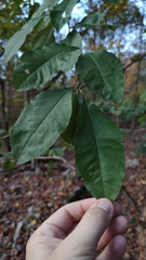 Sideroxylon lycioides