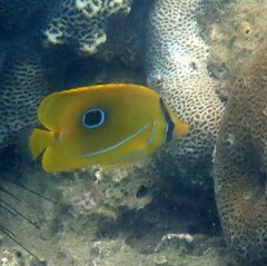 Chaetodon bennetti
