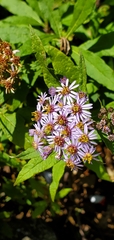 Aster albescens