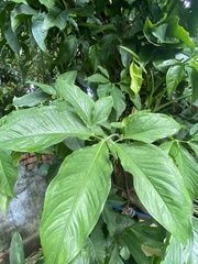 Syngonium