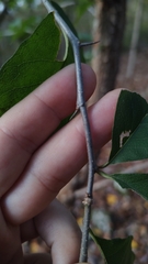 Sideroxylon lycioides