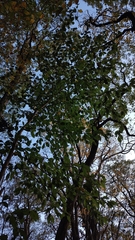 Sideroxylon lycioides