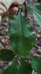 Sideroxylon lycioides