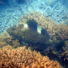 Epinephelus maculatus