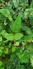 Rubus macilentus