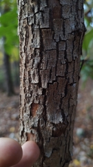 Sideroxylon lycioides