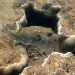 Arothron hispidus