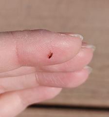 Ctenocephalides canis