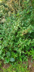 Rubus macilentus
