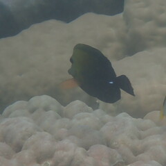 Zebrasoma scopas