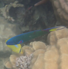 Thalassoma lunare
