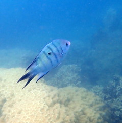 Abudefduf whitleyi