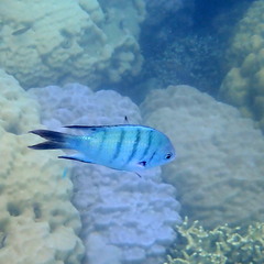 Abudefduf whitleyi