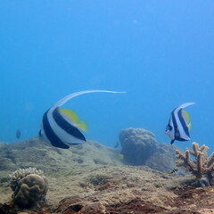 Heniochus acuminatus
