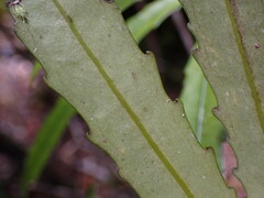 Ixerba brexioides