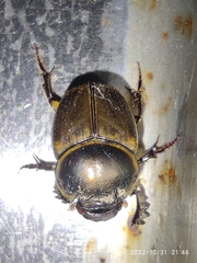 Digitonthophagus