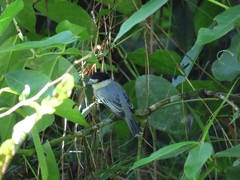 Pachyramphus rufus