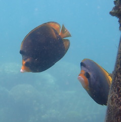 Chaetodon flavirostris