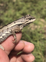 Bahia Lava Lizard photo 2
