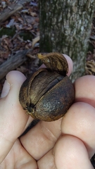 Carya ovalis