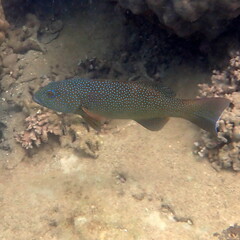 Plectropomus leopardus