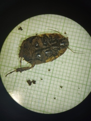 Blaberidae
