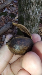 Carya ovalis