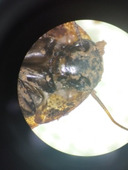 Blaberidae