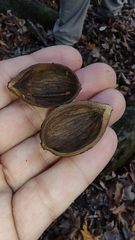 Carya ovalis